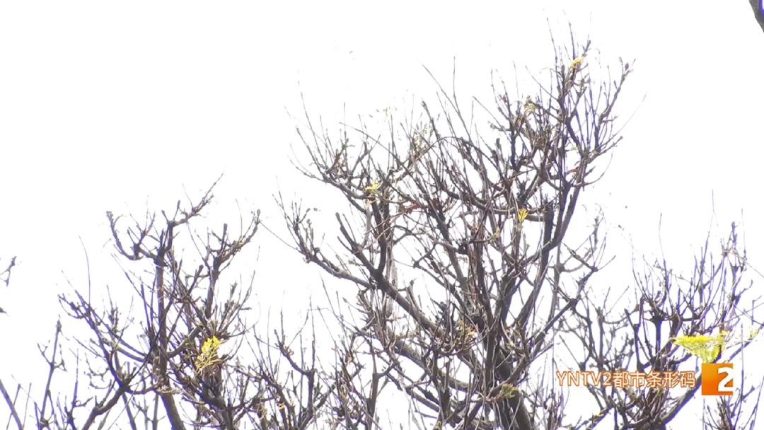 昆明广播电视台