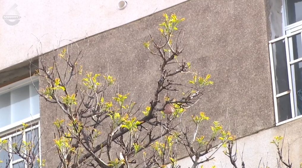 8099999街头巷尾微信