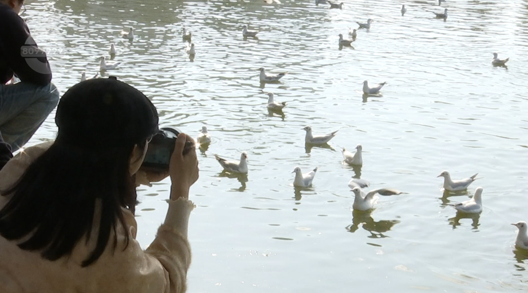 8099999街头巷尾微信