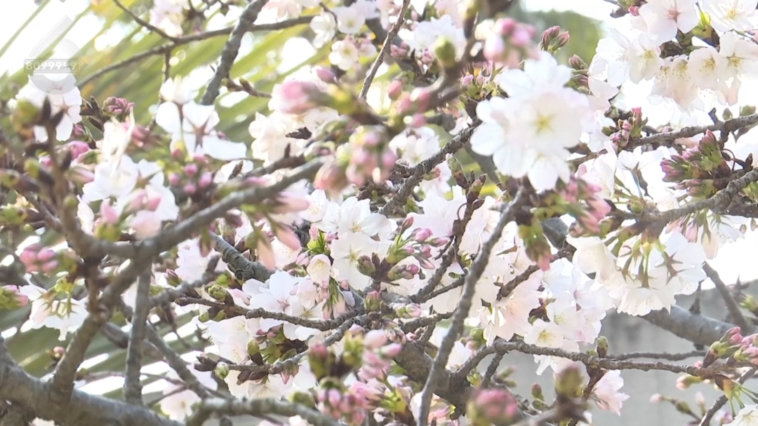 8099999街头巷尾微信