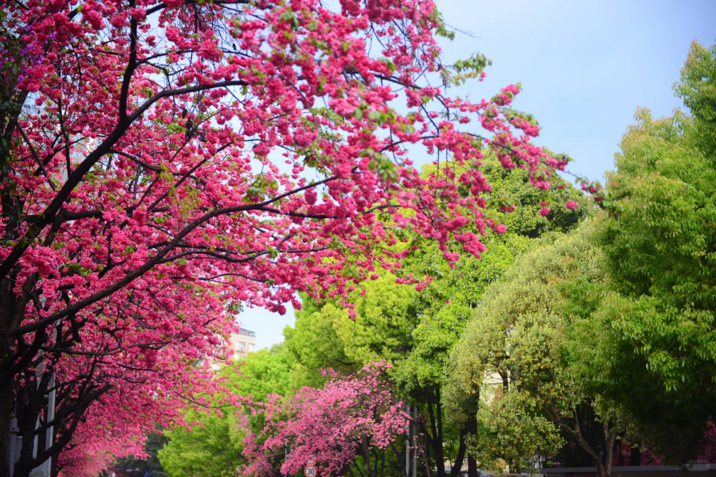 8099999街头巷尾微信