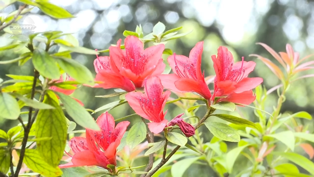 8099999街头巷尾微信