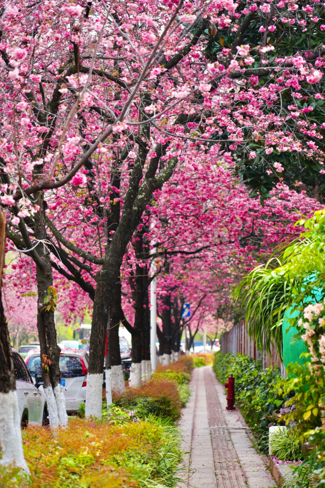 8099999街头巷尾微信