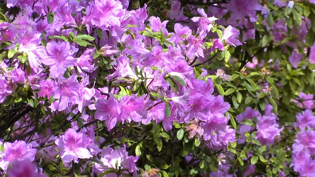 8099999街头巷尾微信