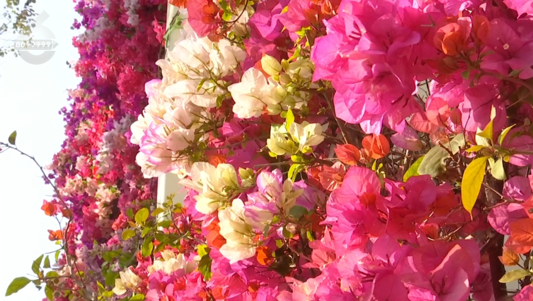 8099999街头巷尾微信