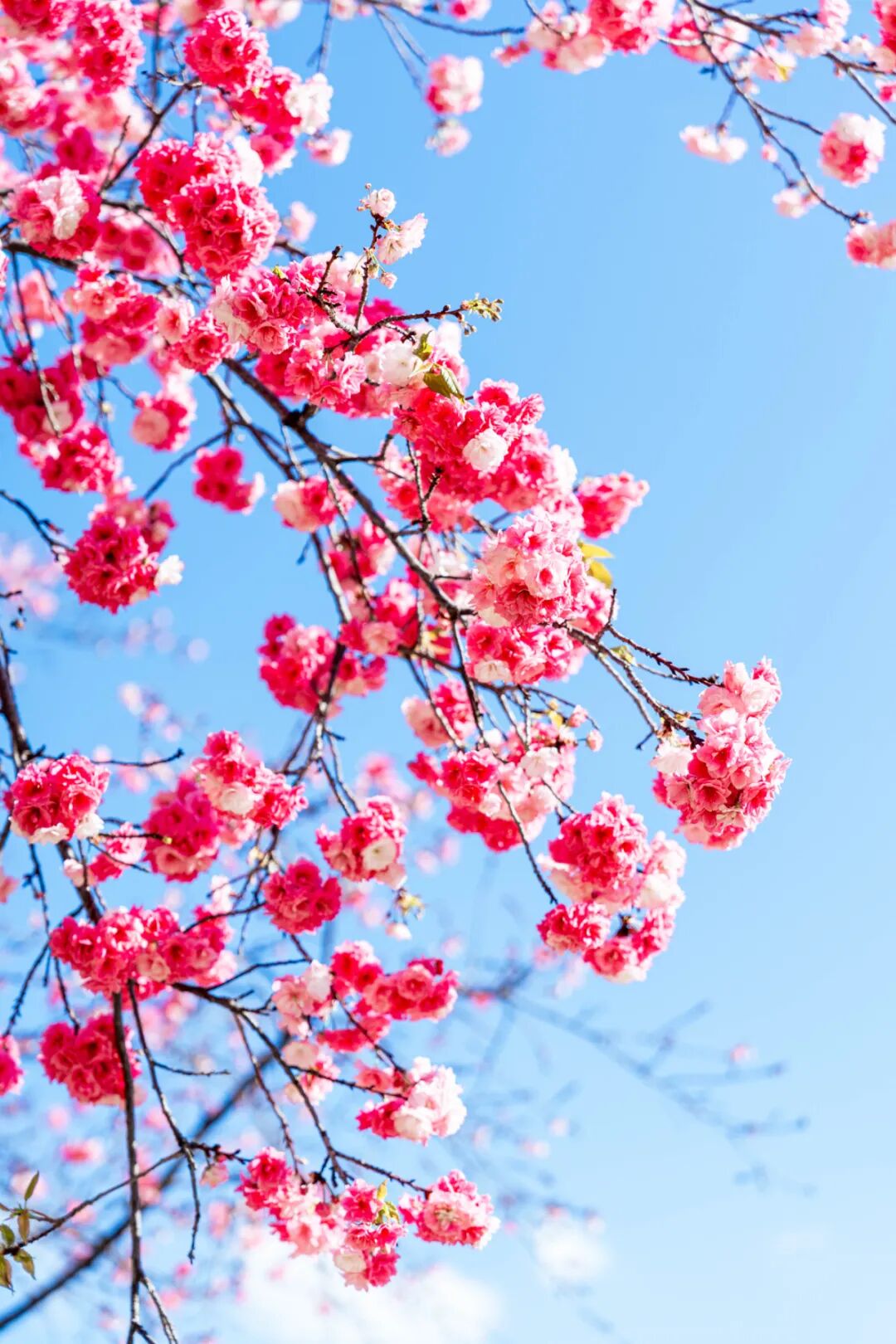 8099999街头巷尾微信