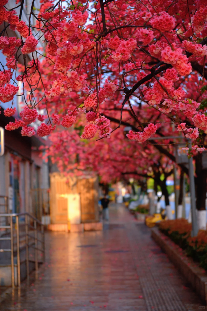 8099999街头巷尾微信