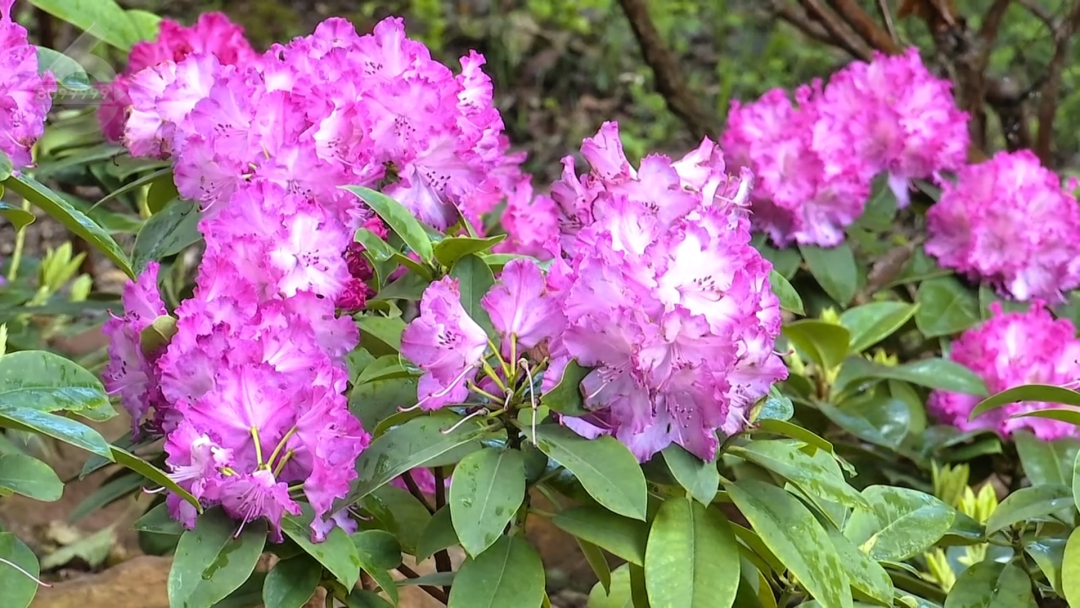 8099999街头巷尾微信