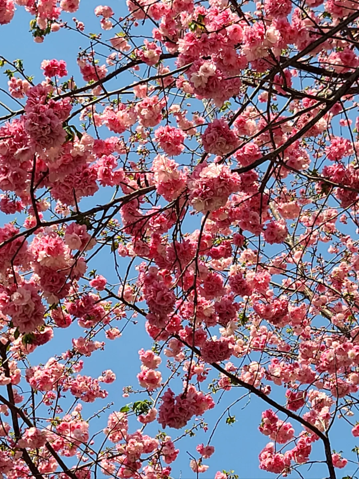 8099999街头巷尾微信