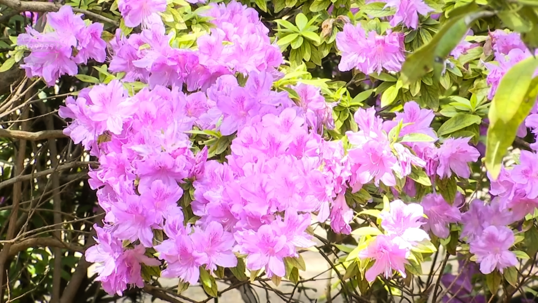 8099999街头巷尾微信