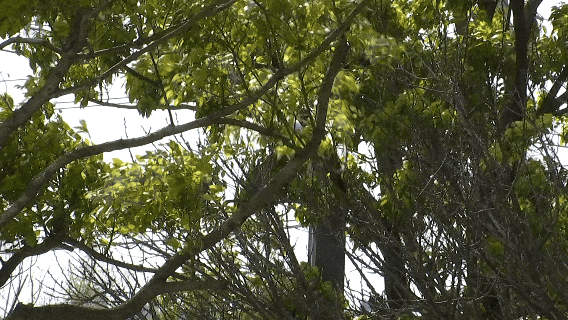 8099999街头巷尾微信