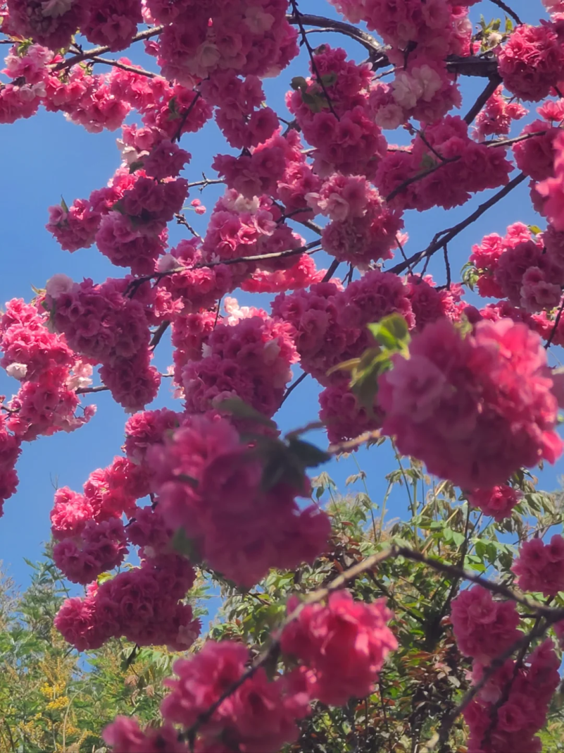 8099999街头巷尾微信