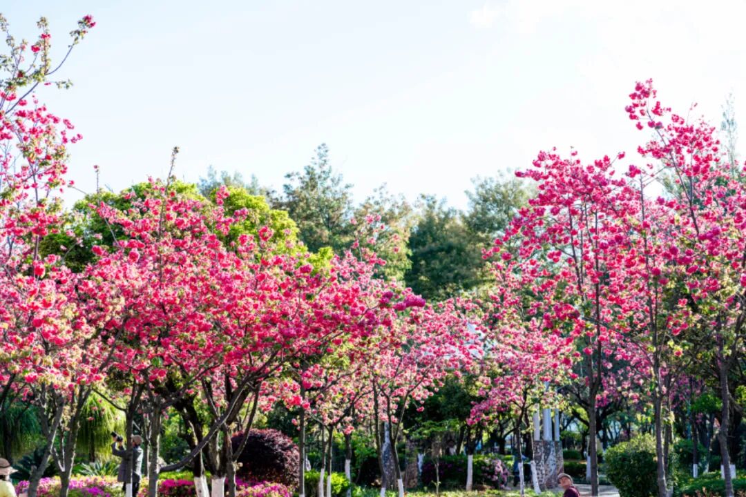 8099999街头巷尾微信