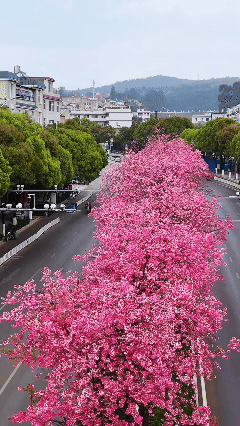 8099999街头巷尾微信