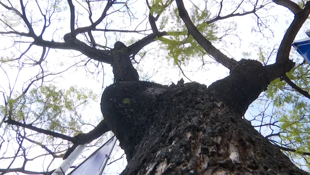 8099999街头巷尾微信