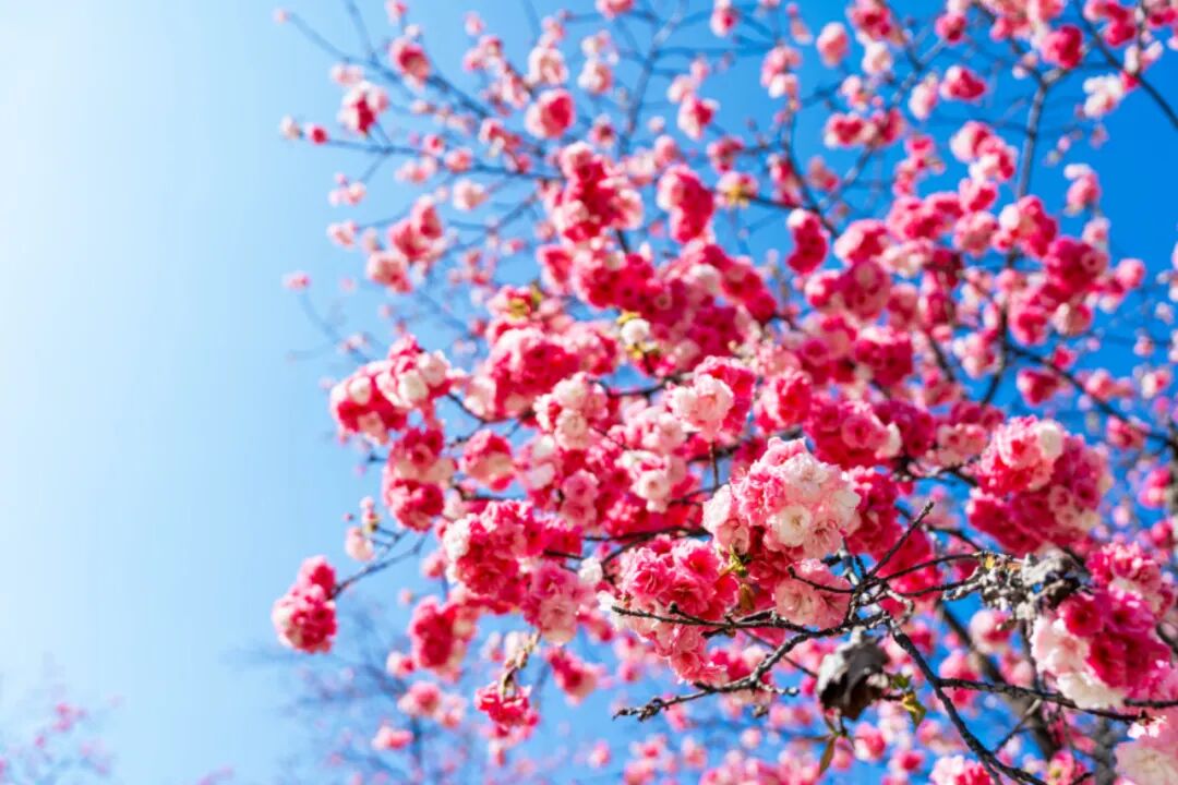 8099999街头巷尾微信