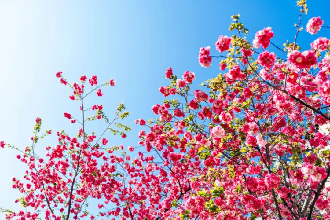 8099999街头巷尾微信