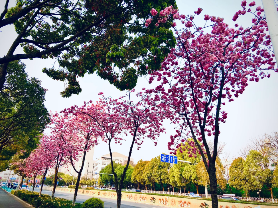 8099999街头巷尾微信