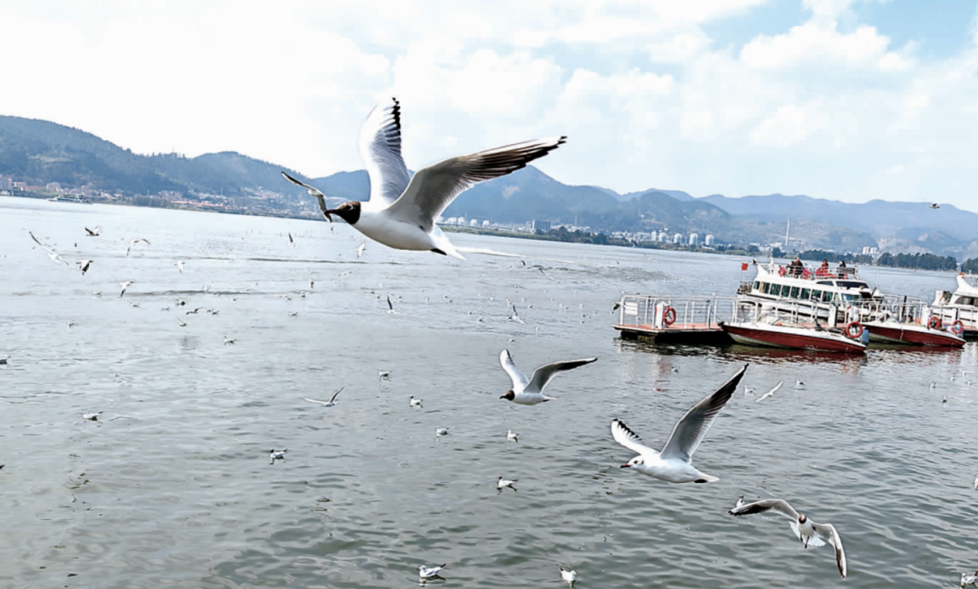 离昆返程在即,观鸥时间还有1个多月