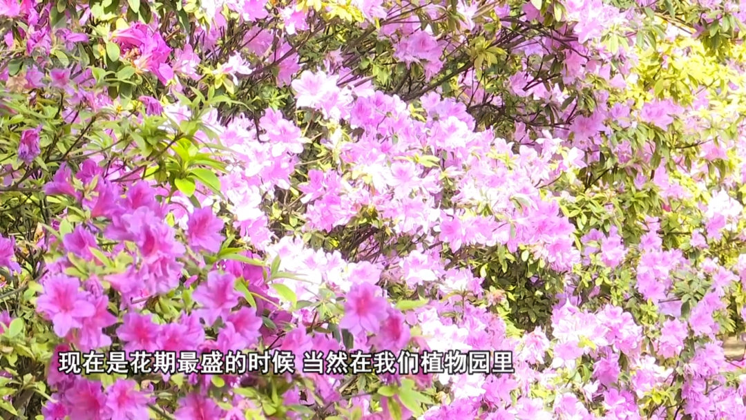 8099999街头巷尾微信