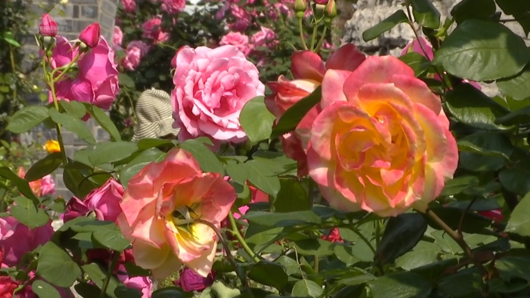 8099999街头巷尾微信