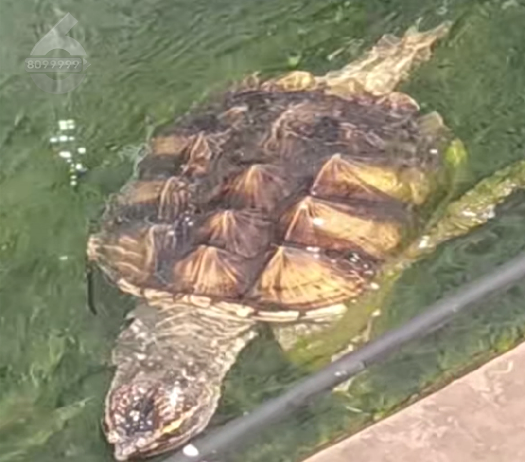 8099999街头巷尾微信