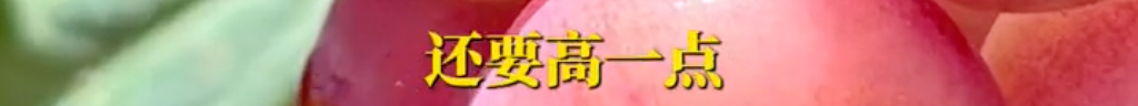 掌上春城微信