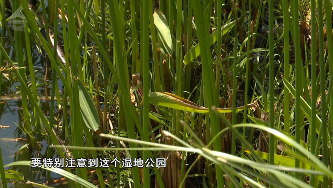 8099999街头巷尾微信