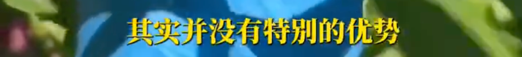 掌上春城微信