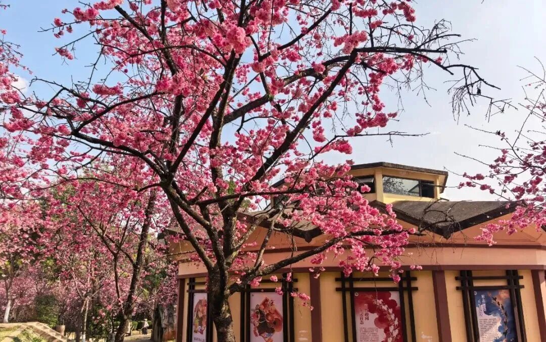 8099999街头巷尾微信