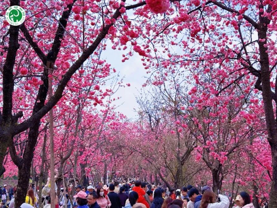 8099999街头巷尾微信