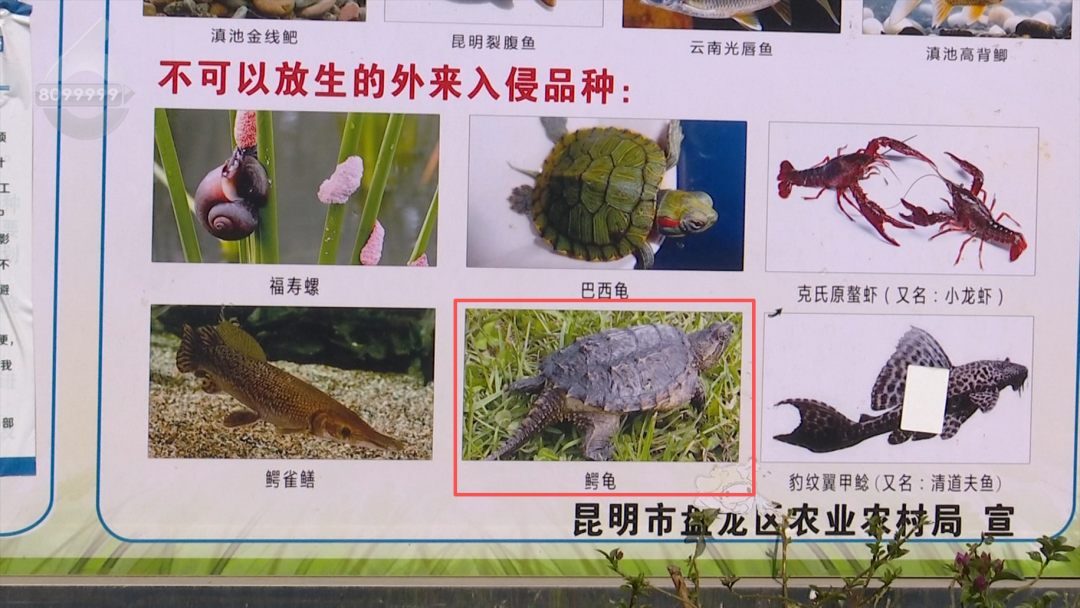 8099999街头巷尾微信