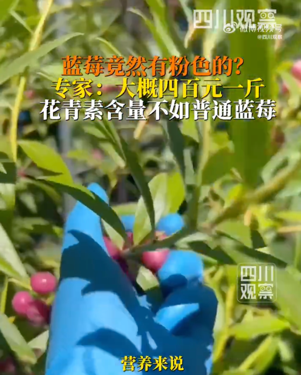 掌上春城微信