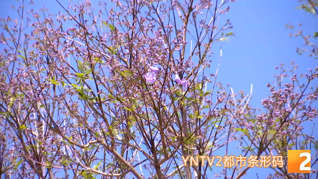 掌上春城微信