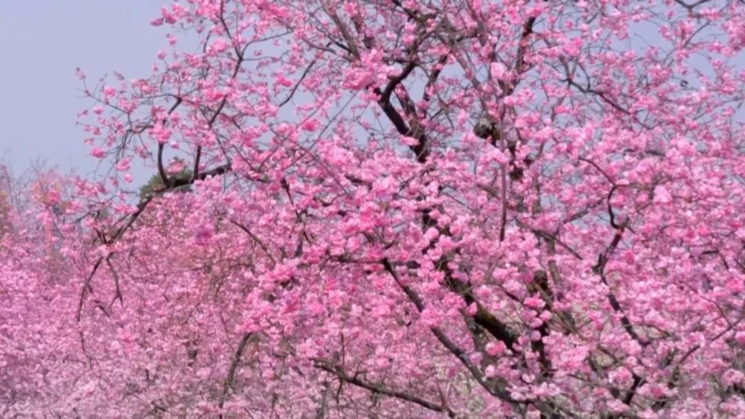 8099999街头巷尾微信