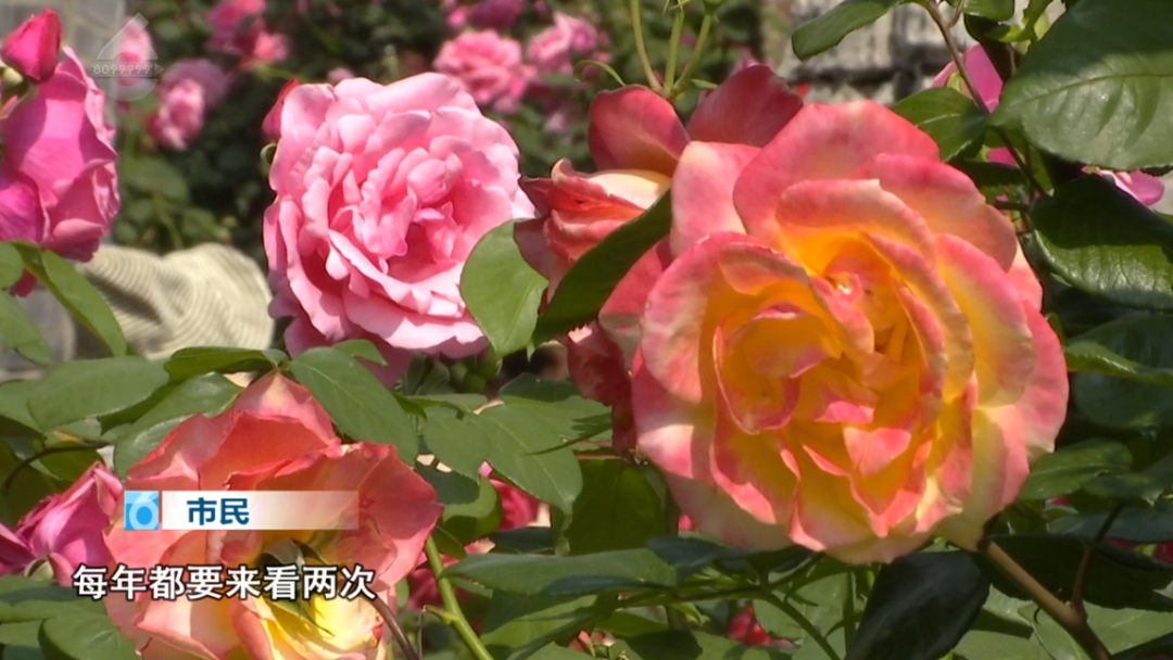 8099999街头巷尾微信