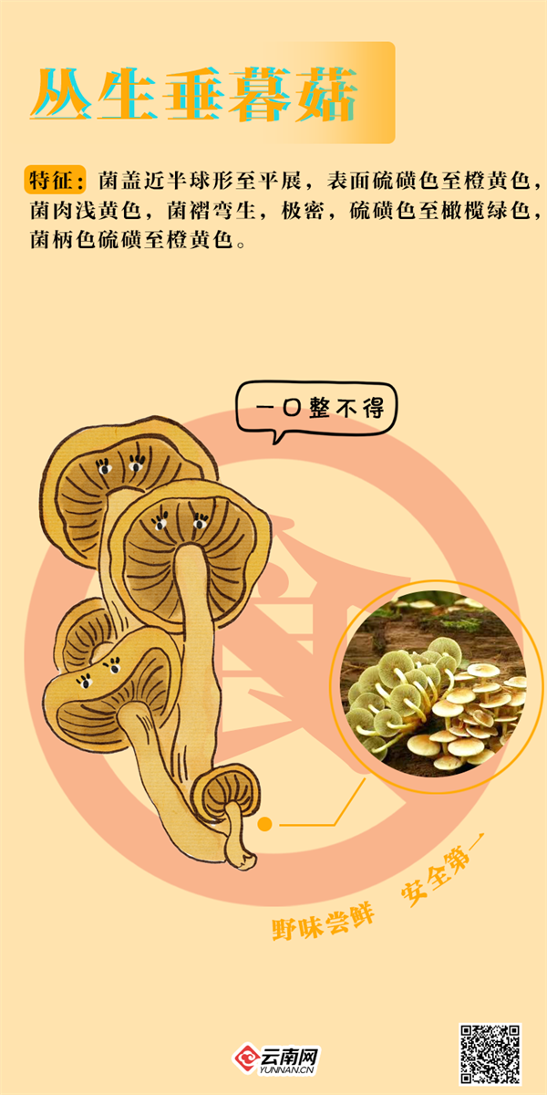 掌上春城微信