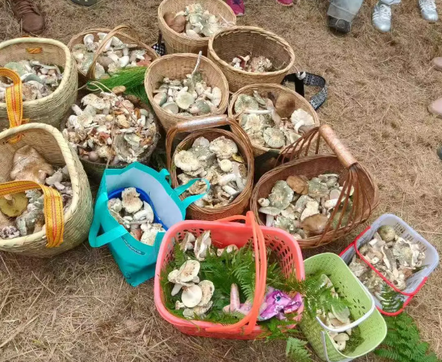 掌上春城微信