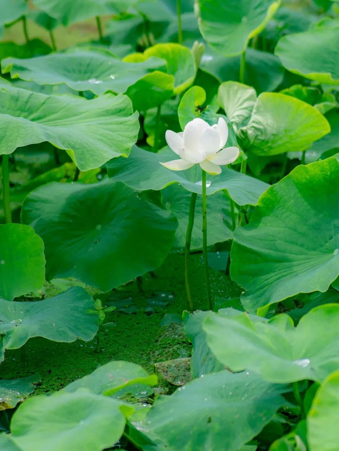 街头巷尾
