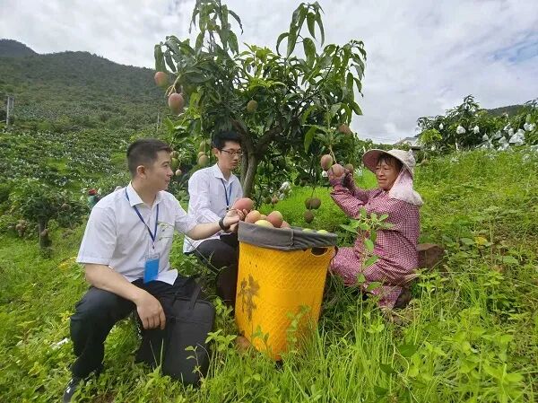 清风楚雄