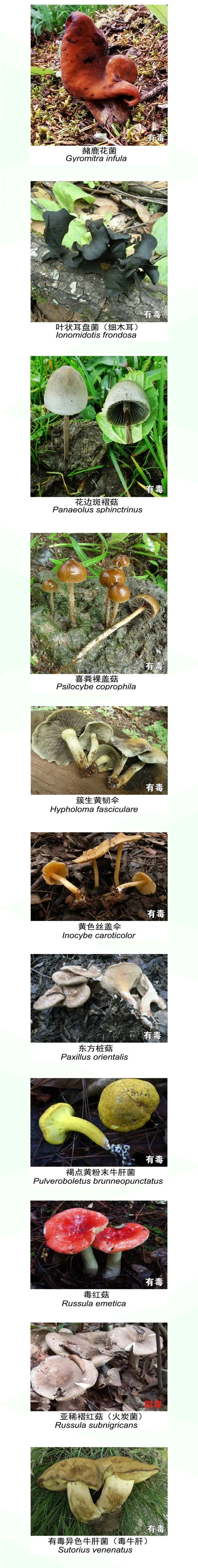 掌上春城微信