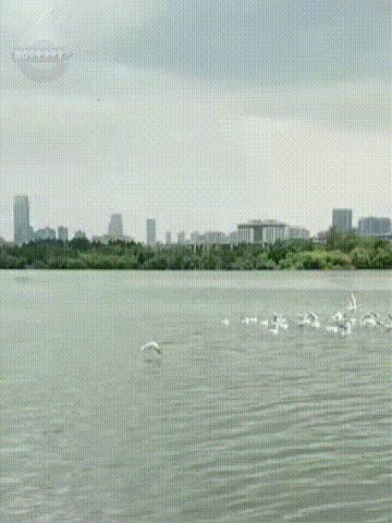 8099999街头巷尾微信