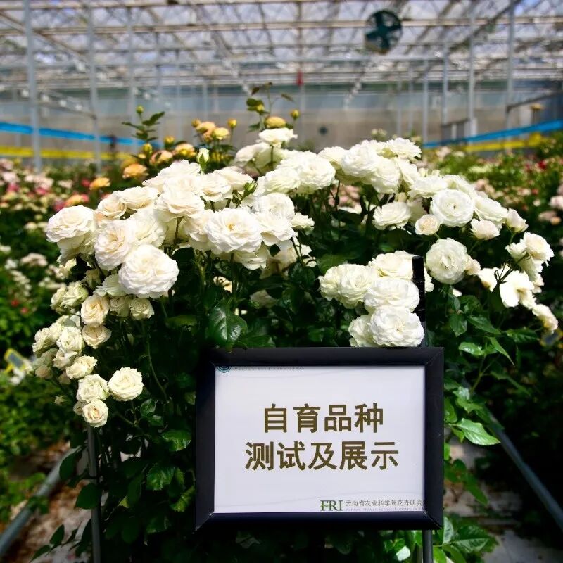 街头巷尾