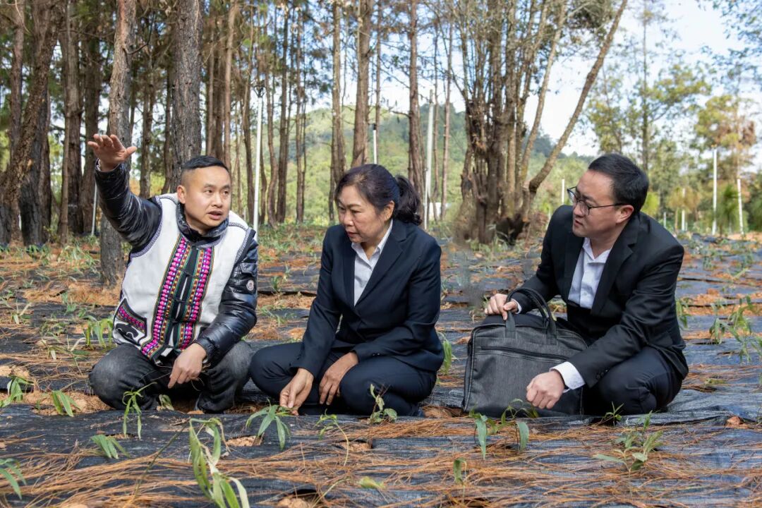 清风楚雄