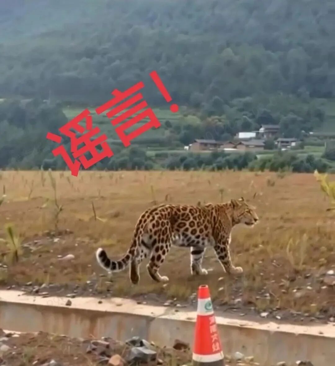掌上春城微信