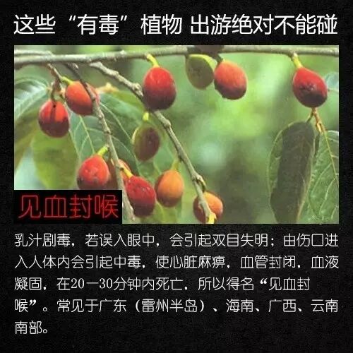 8099999街头巷尾微信