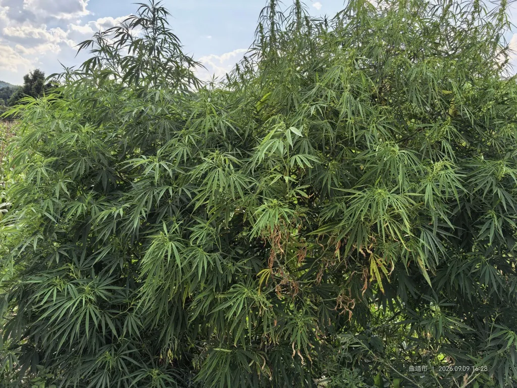 昆明广播电视台