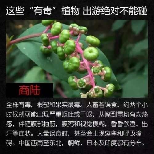 8099999街头巷尾微信
