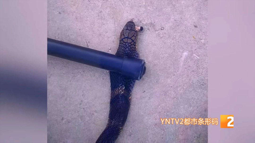 掌上春城微信