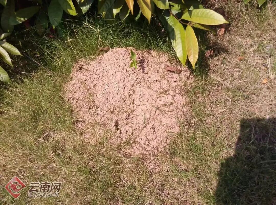 掌上春城微信